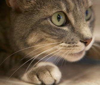 第一次养猫怎么养？